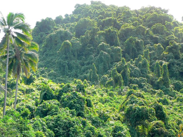65- Une colline nappee de vegetation 